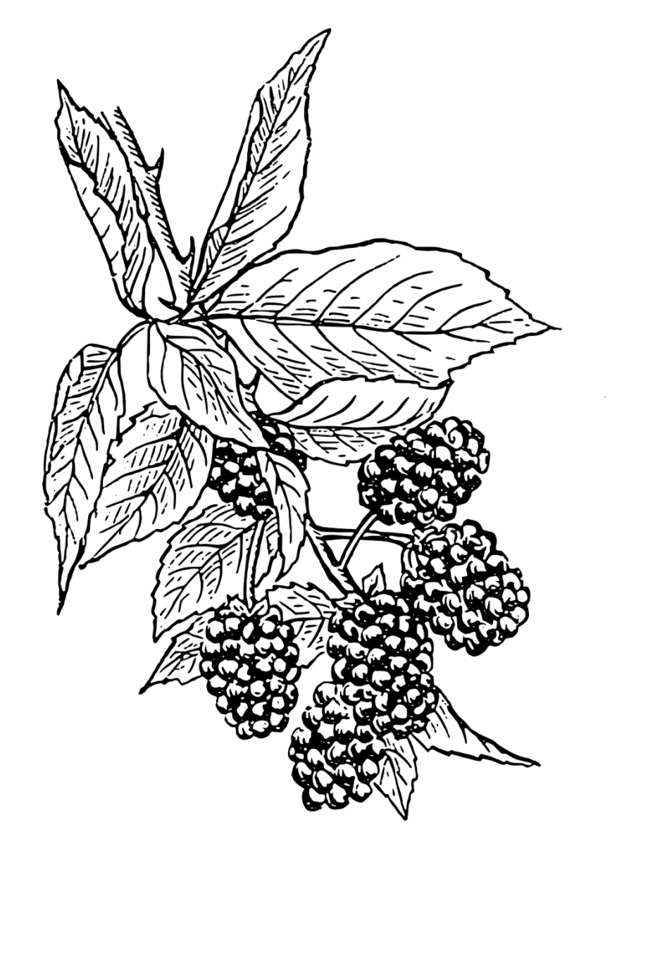 Blackberries Vine Bush Fruit Png Image Black Berry