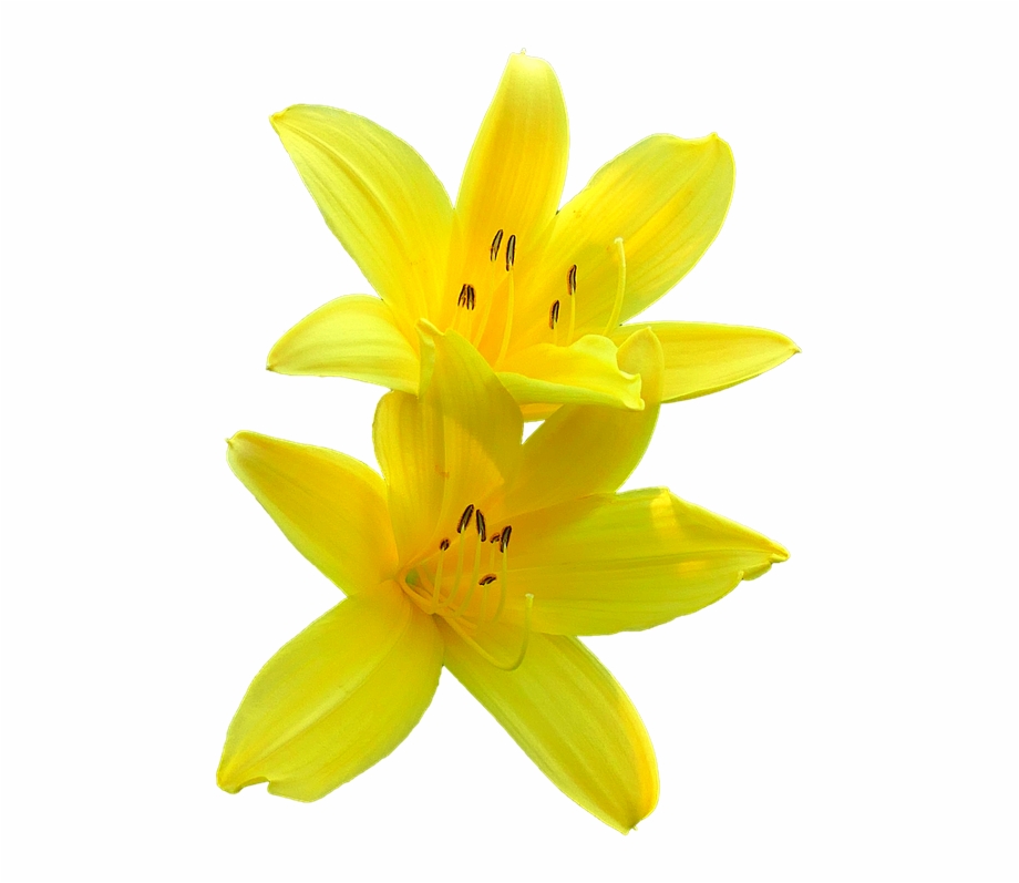 Bunga Lily Png Yellow Lily Transparent Background