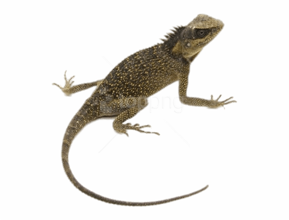 Free Png Download Mountain Horn Lizard Png Images