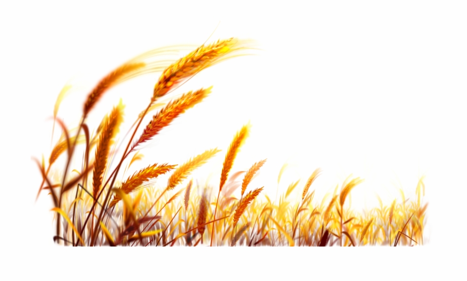 Wheat Desktop Wallpaper Harvest Wheat Png