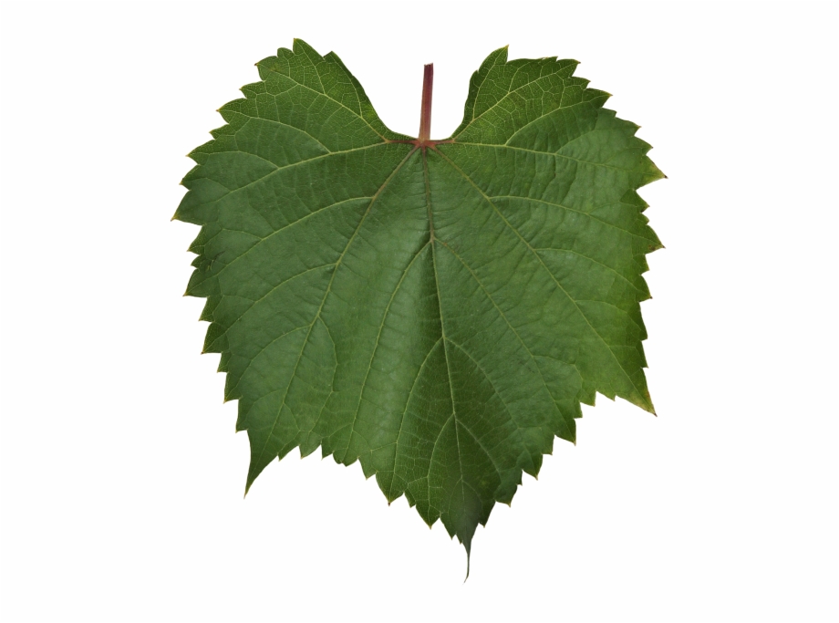 Vine Leaf Maple Leaf