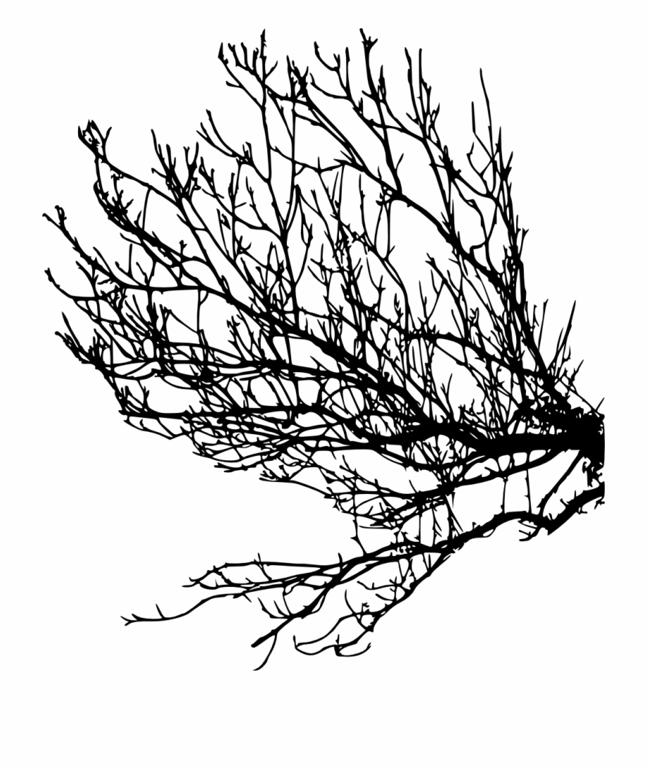 Free Tree Branch Silhouette Png Portable Network Graphics