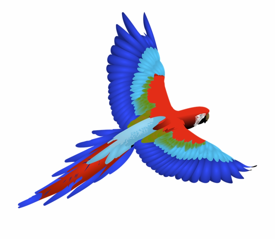 Bird Feathers Flying Macaw Wings Birds With White