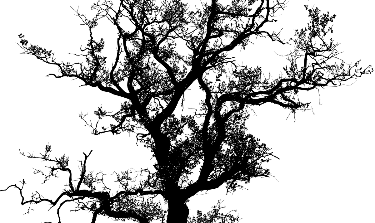 Banner Black And White Library Oak Tree Silhouette