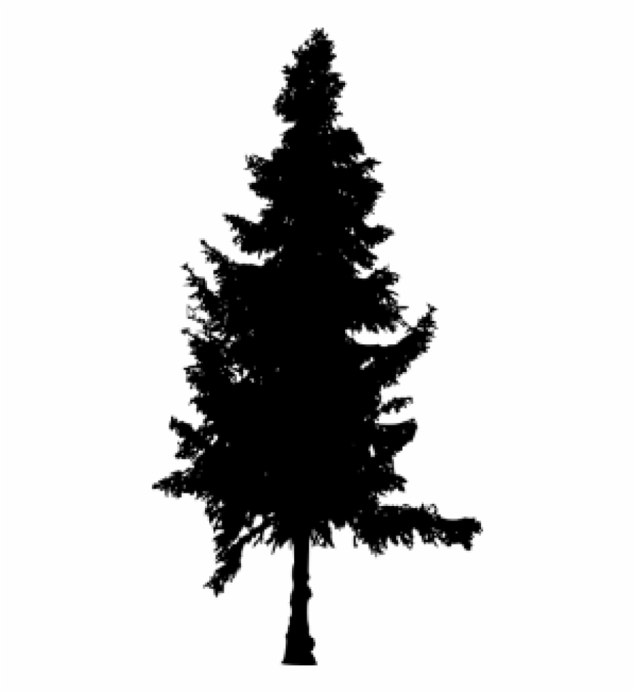 Pine Trees Silhouette Png