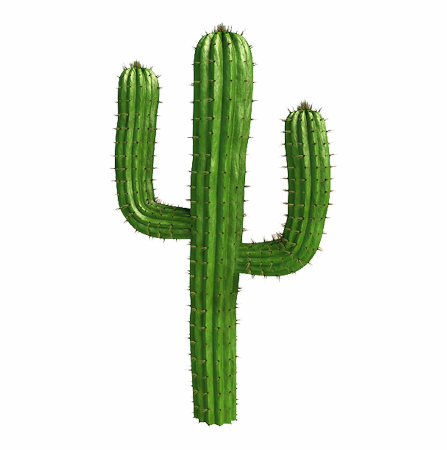 Saguaro Cactus Vector Cactus Png