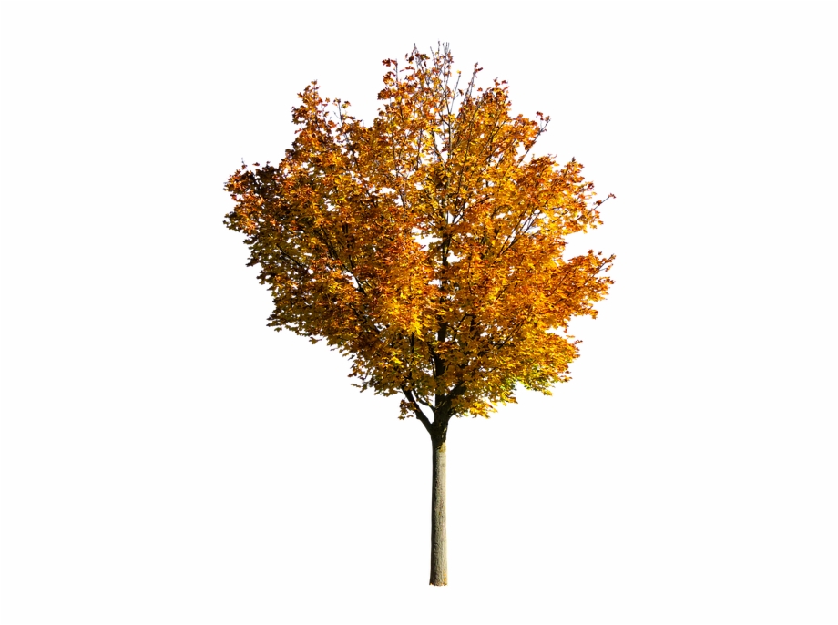 transparent fall trees png
