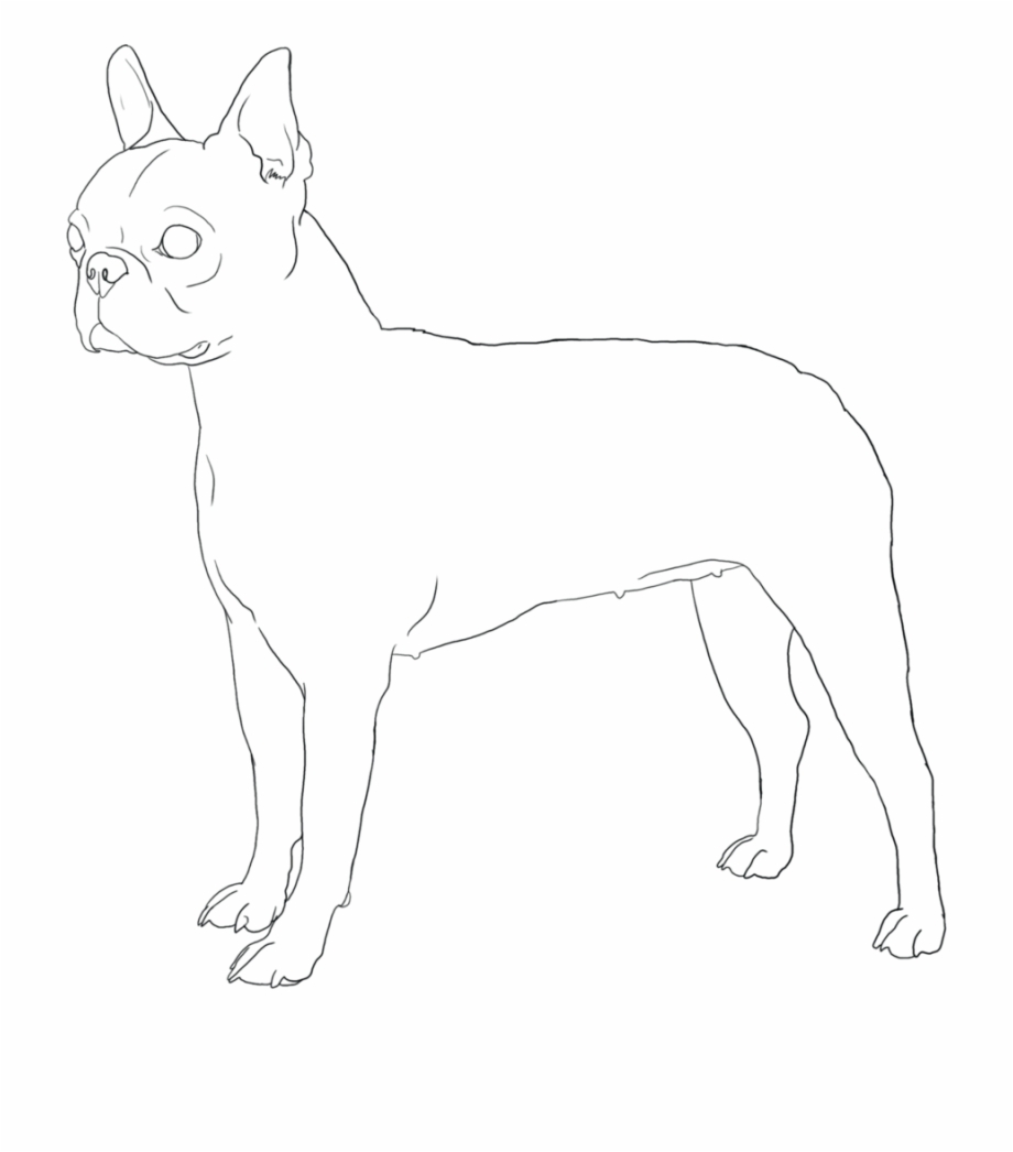 Boston Drawing Terrior Boston Terrier Dog Coloring Pages