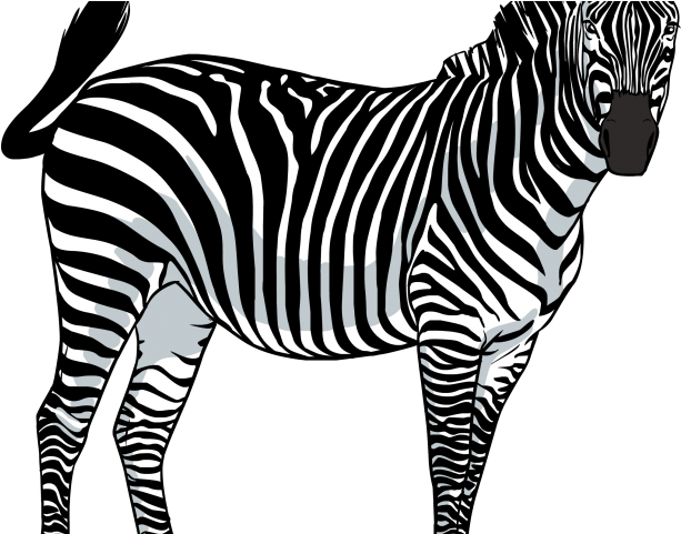 Zebra Png Transparent Images Zebras Png Transparency