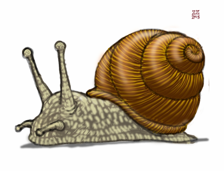 Drawn Snail Drawing Real Snail Drawing