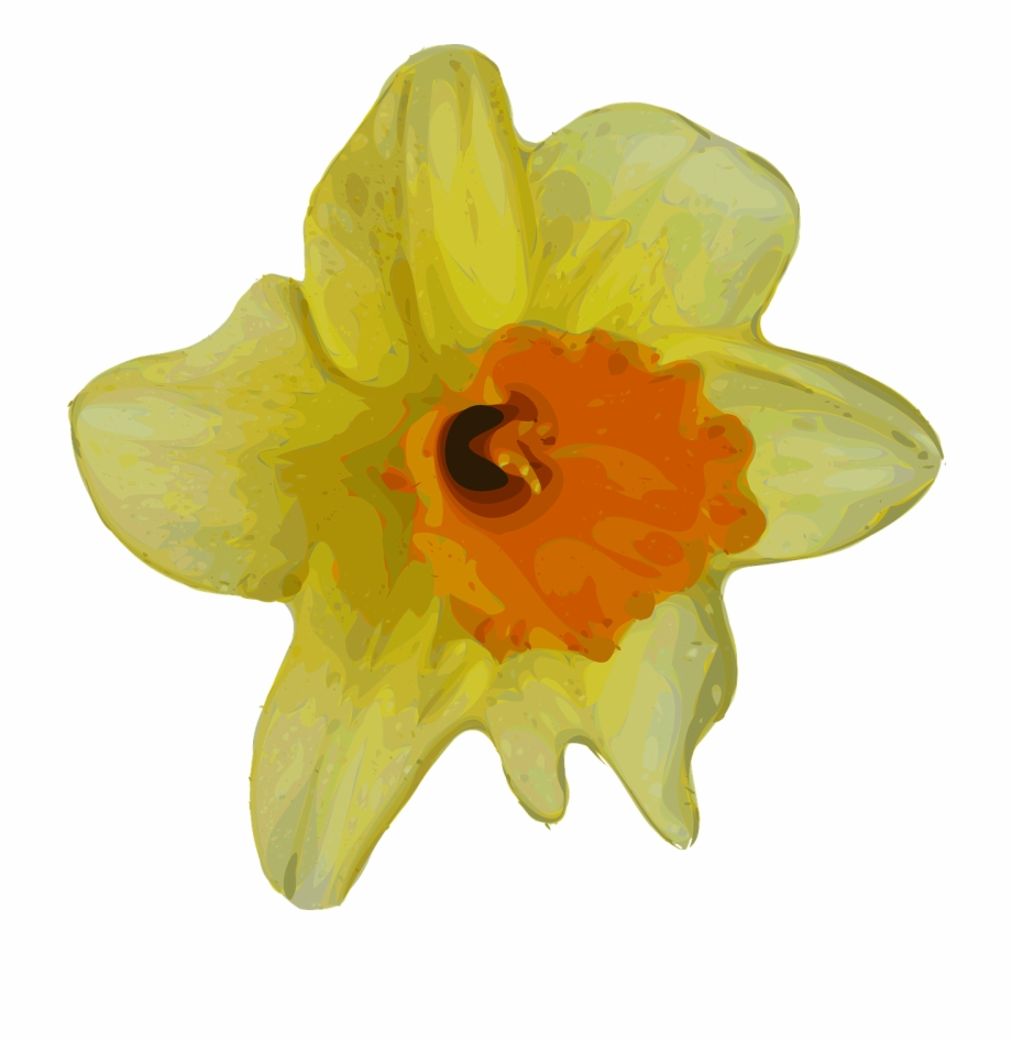 Daffodil Narcissus Flower Plant Png Image Buttercup Flower