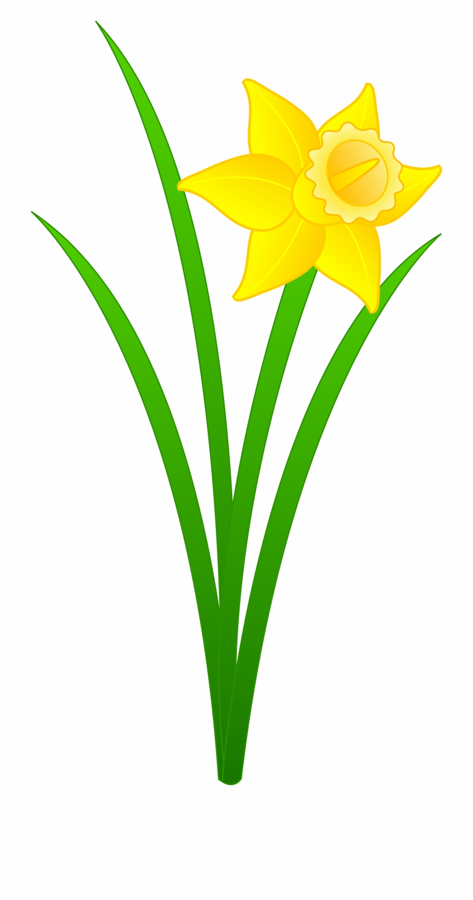 Daffodil Daffodil Clipart