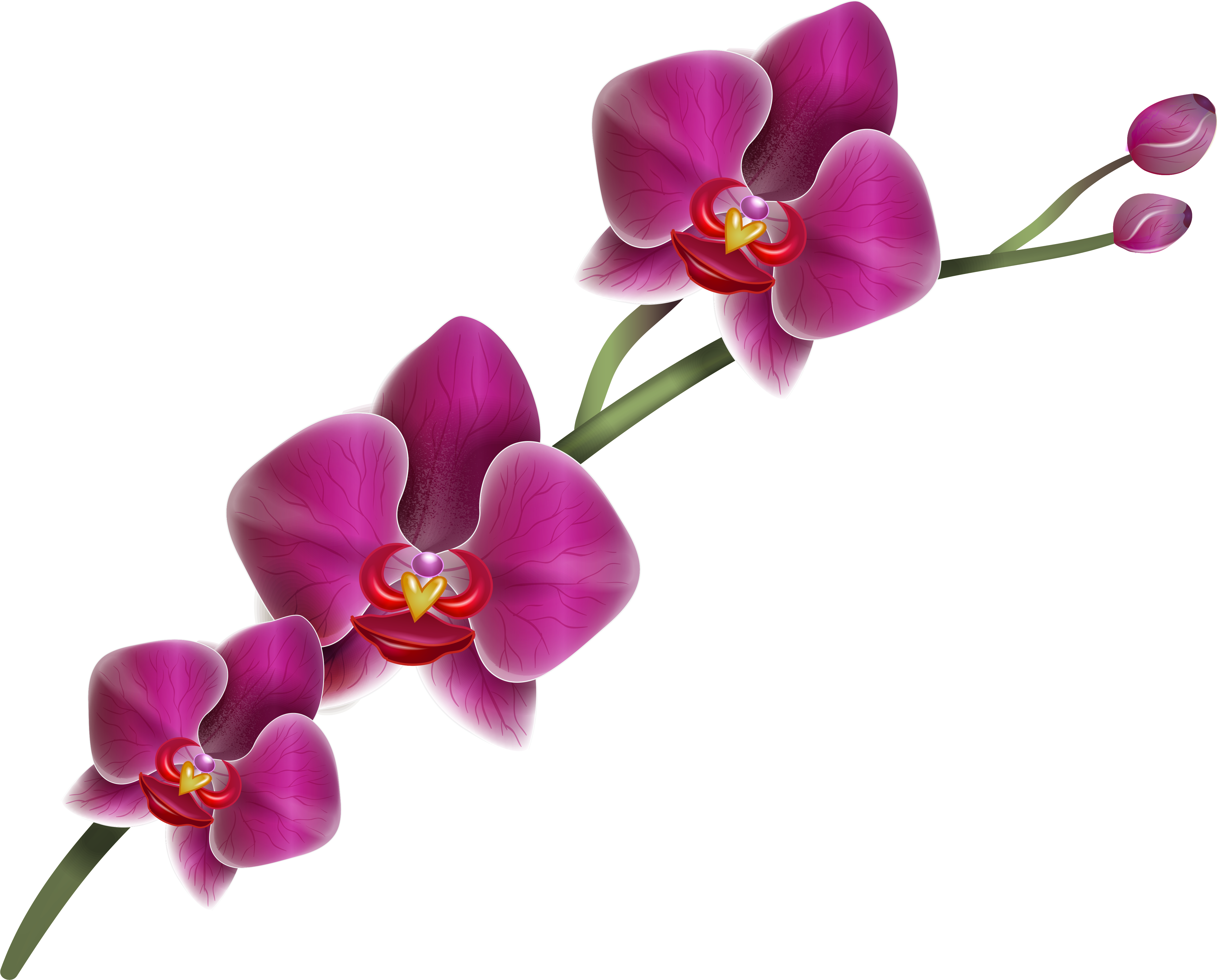 Fun Clipart Png Orchid Clipart