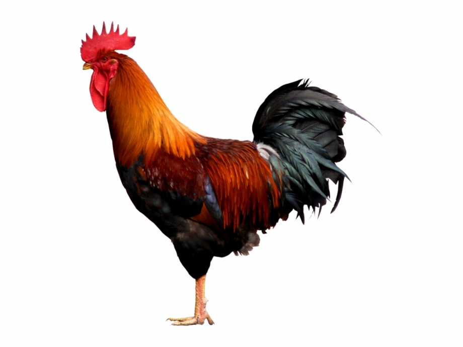 Free Fighting Rooster Silhouette, Download Free Fighting Rooster