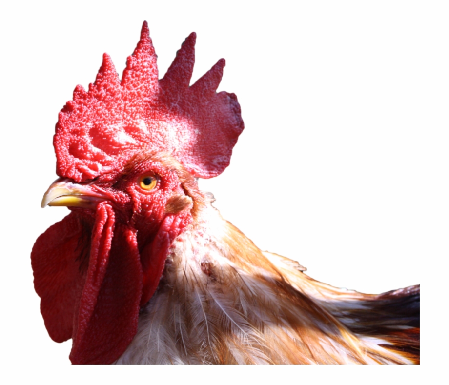 Chicken Head Transparent Background