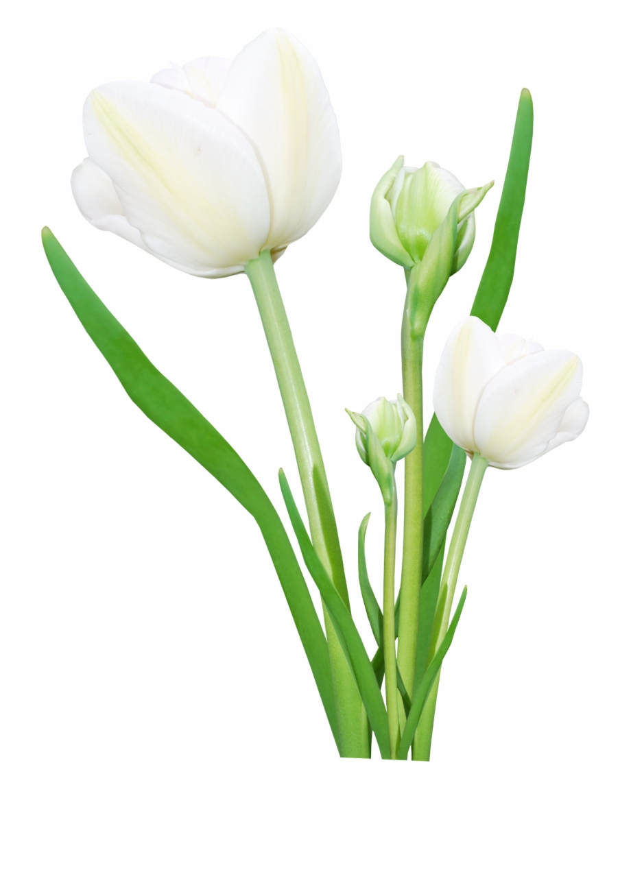 Real Flower Png Hd