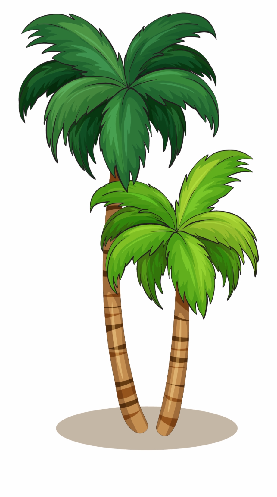 Arecaceae Royalty Free Illustration Coconut Tree Illustration