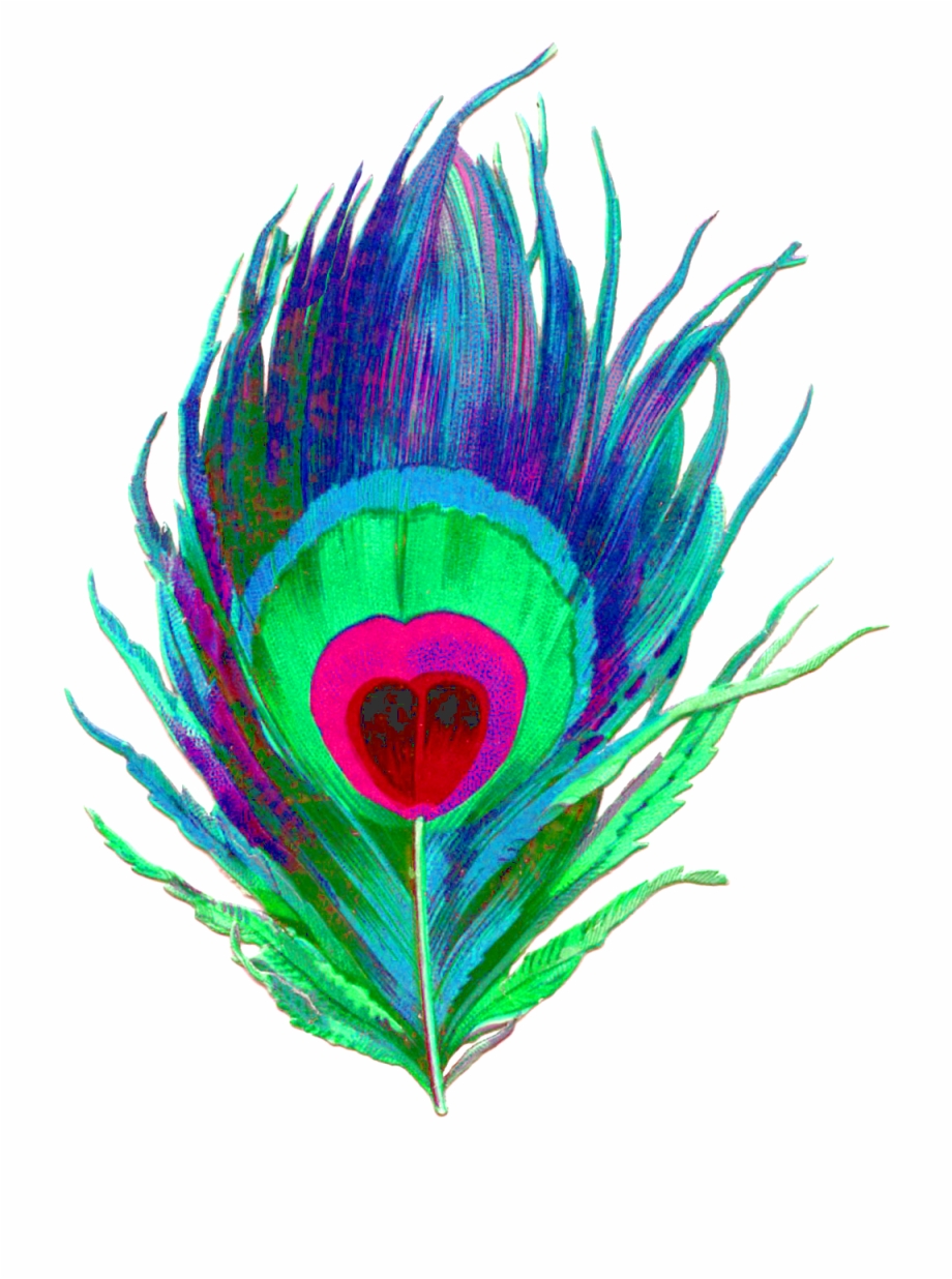 May 2015 Little Vixen Designs Clipart Peacock Feather