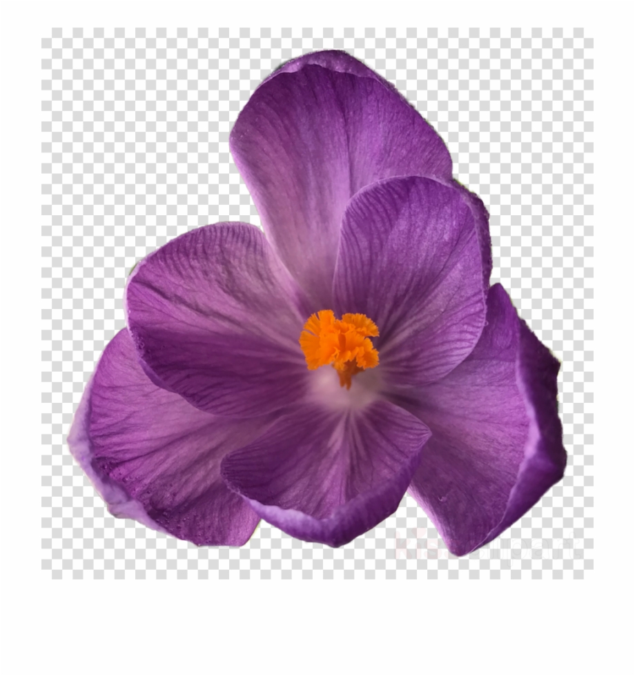 Download Flower Tumblr Transparent Clipart Flower Bouquet Flowers