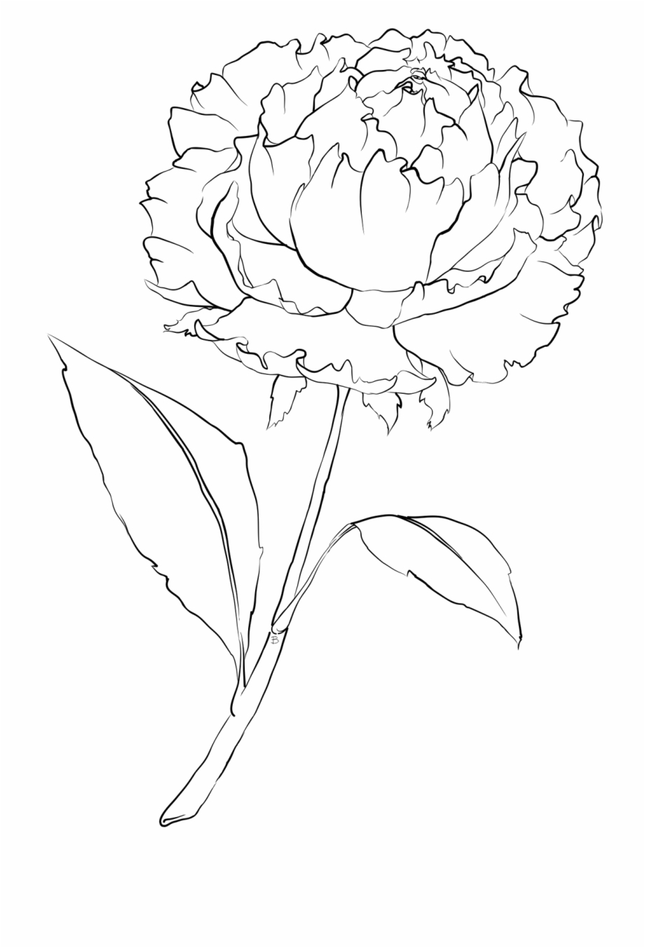 Line At Getdrawings White Carnation Flower Drawing