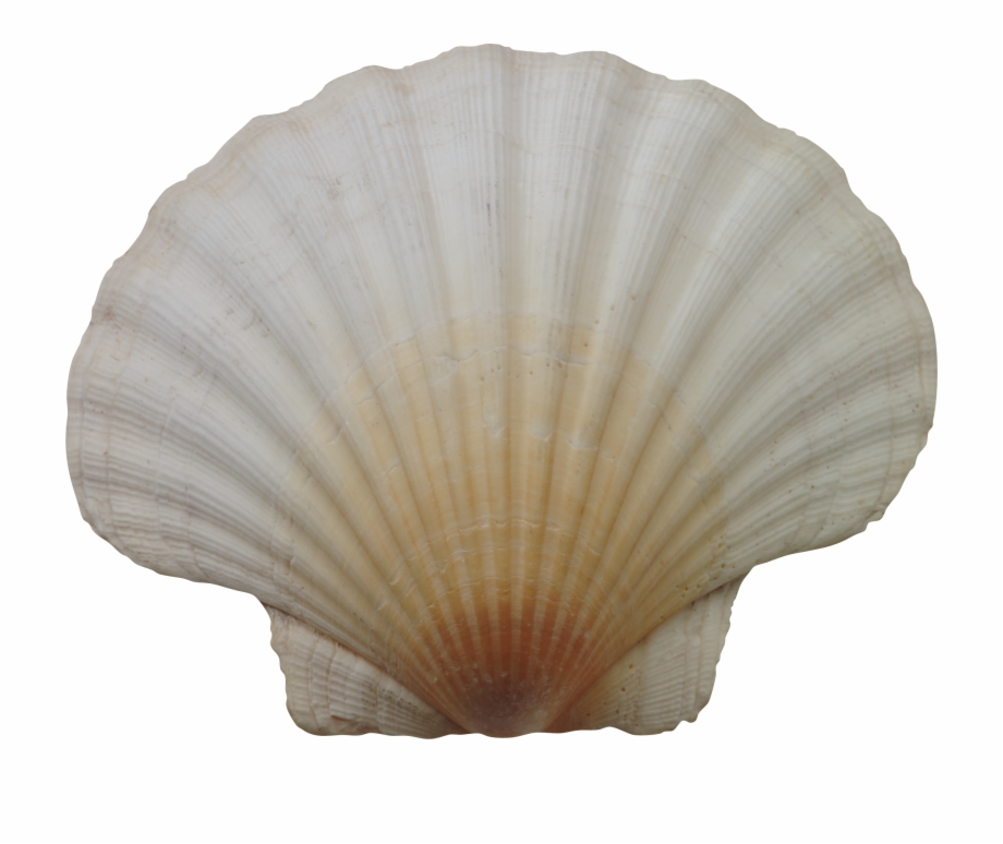 Seashell Png 