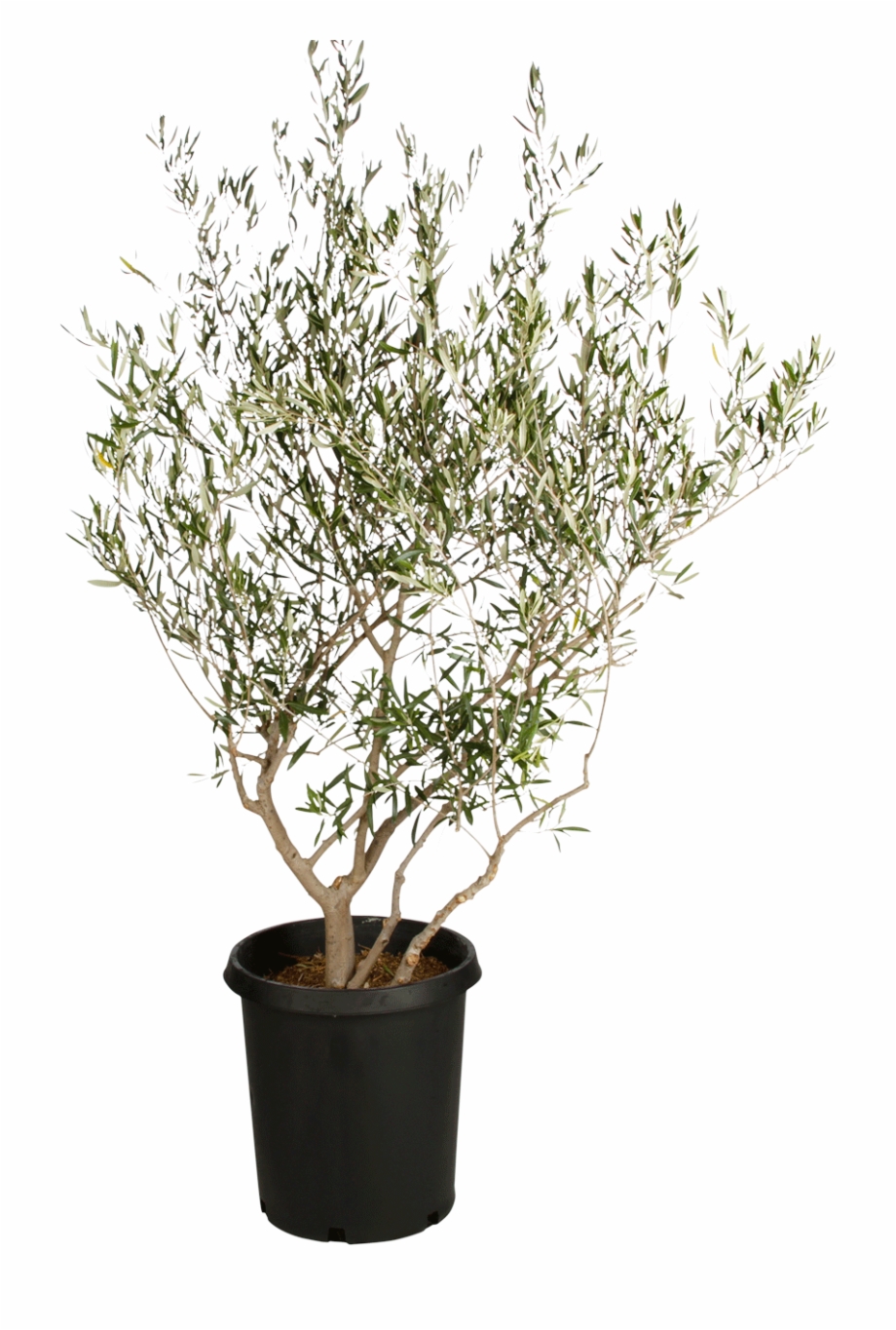 Fruitless Olive Tree Flowerpot