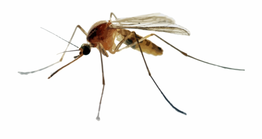Hr Mosquitoes Mosquito Png