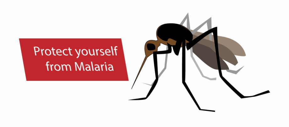 Mosquito Png Malaria Mosquito Cartoon Png