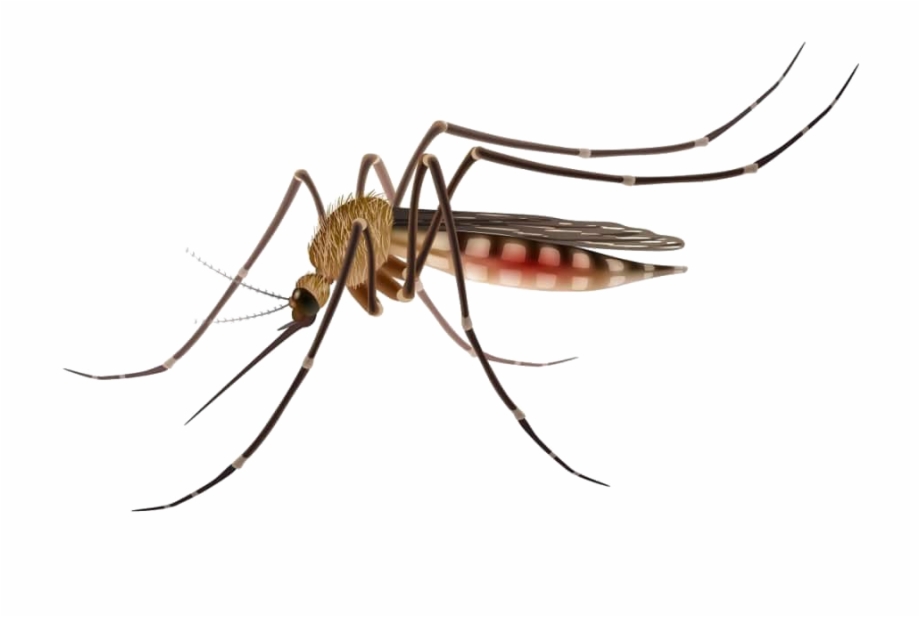 Mosquito Png Image Moustique Tigre