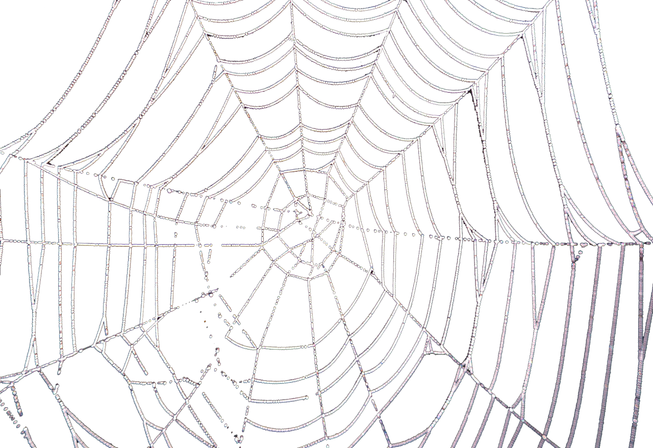 Drawn Spider Web Transparent Tumblr Spider Web