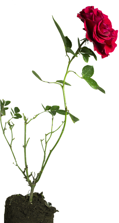 Rose Flower Green Floribunda
