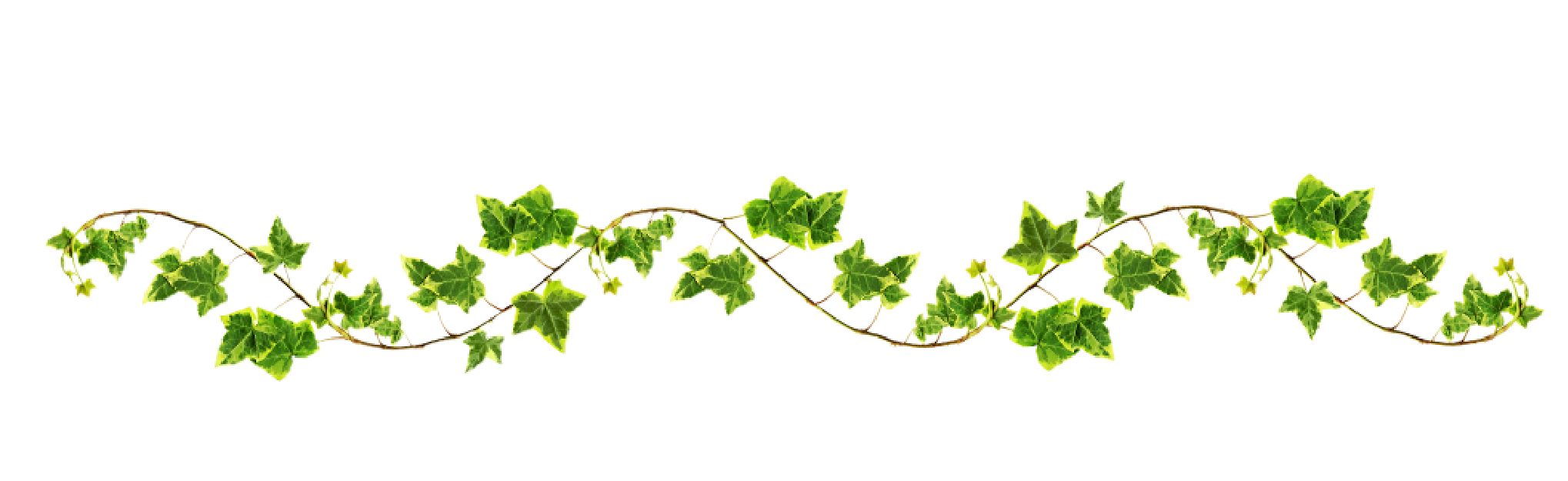 Free Green Vine Png, Download Free Green Vine Png png images, Free