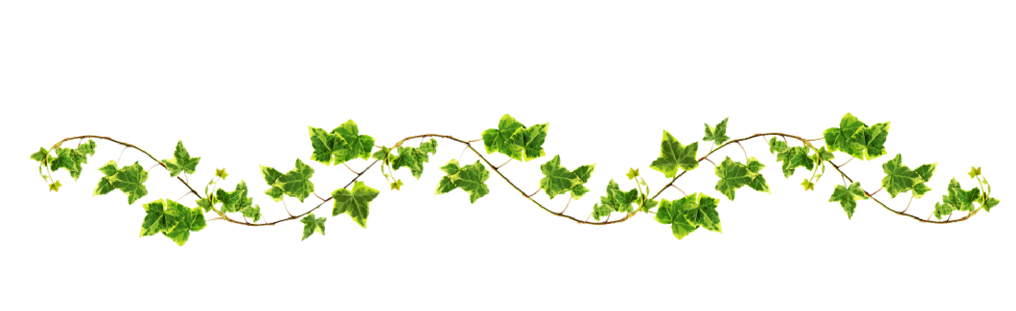 Free Green Vine Png Download Free Green Vine Png Png Images Free ClipArts On Clipart Library