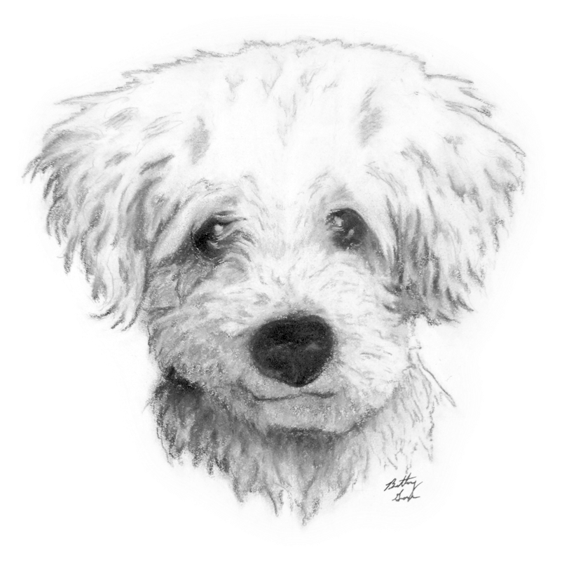 Graphic Transparent Drawing Charcoal Dog Draw A Curly