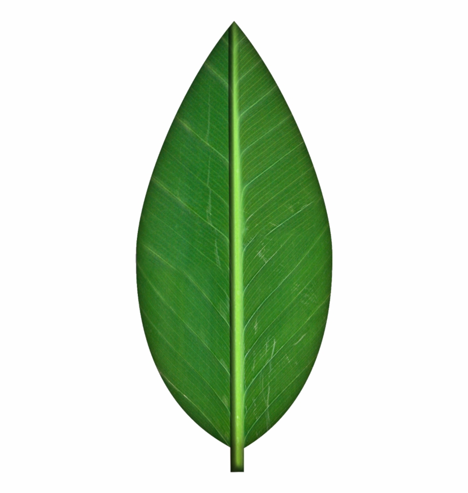 Green Leaf Clip Art 1209588 Green Leaf Leaf
