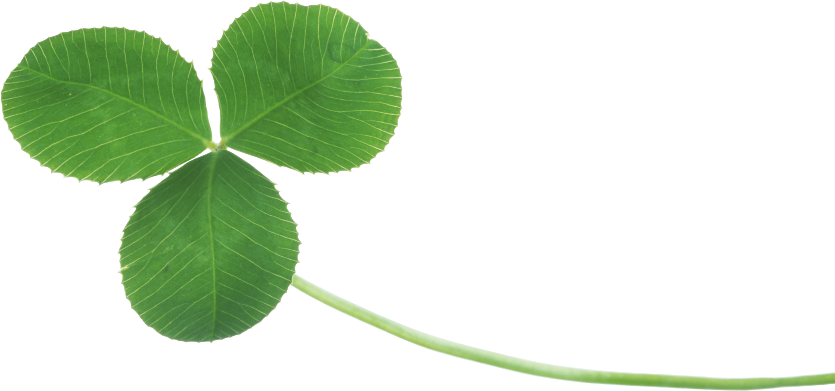 Three Leaf Clover Png Real Clover Png