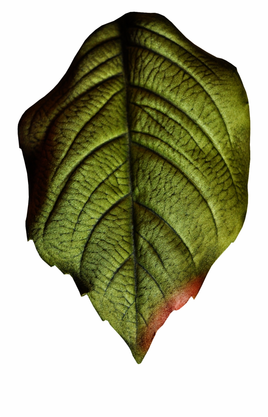 Hand Painted Realistic Texture Leaf Png Transparent Portable