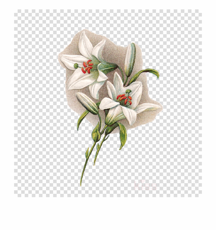 Easter Lilies With Transparent Background Clipart Easter Transparent
