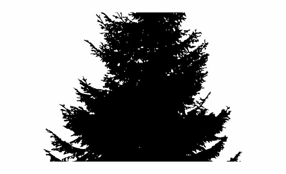 Pine Trees Silhouette Pine
