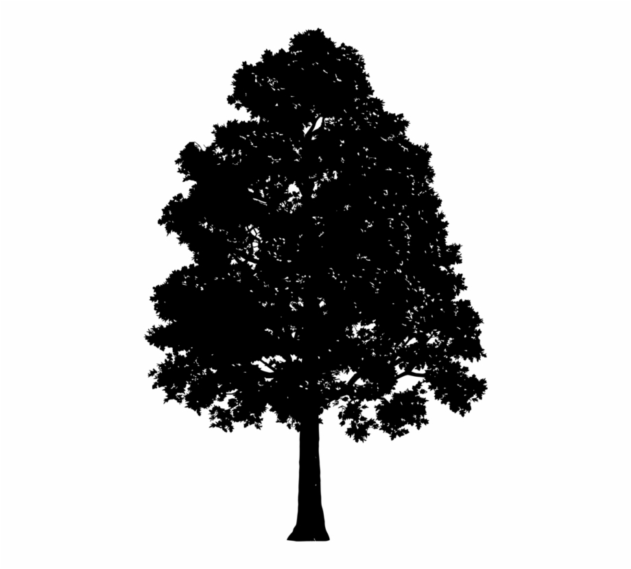 Broad Leaved Tree Silhouette Oak Tree Silhouette Clipart