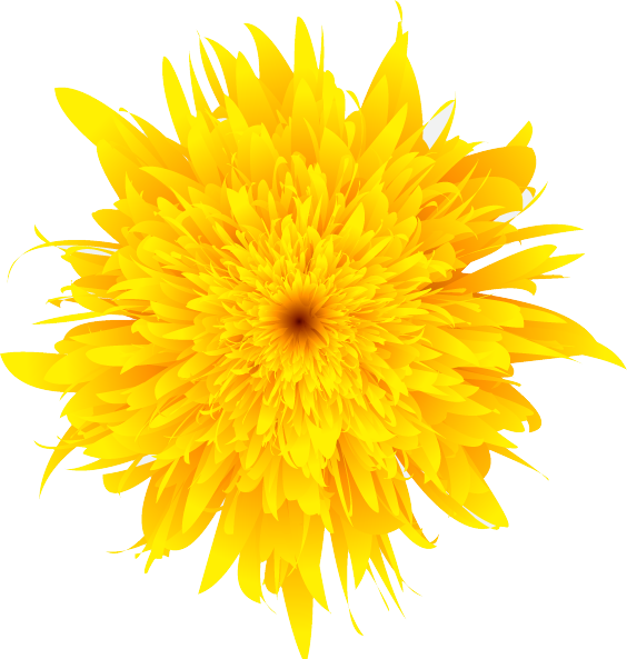 Dandelion Png Flower Transparent Background Yellow
