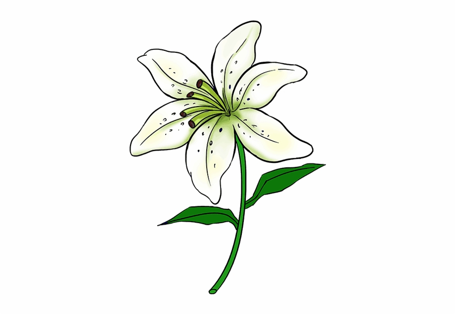 How To Draw A Lily Step Lily Flower