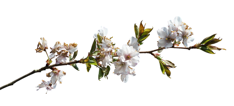 Free Flower Branch Png, Download Free Flower Branch Png png images