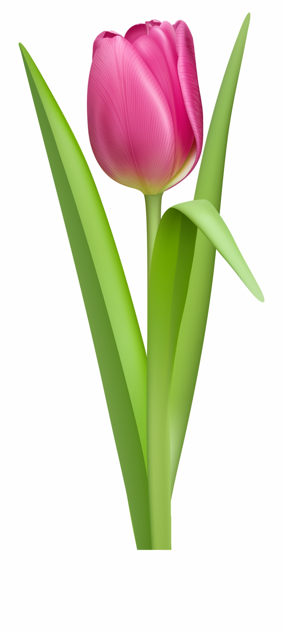 Tulip Clipart No Background Tulip Clipart