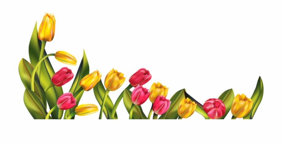 Tulip Download Transparent Png Image Tulips Png