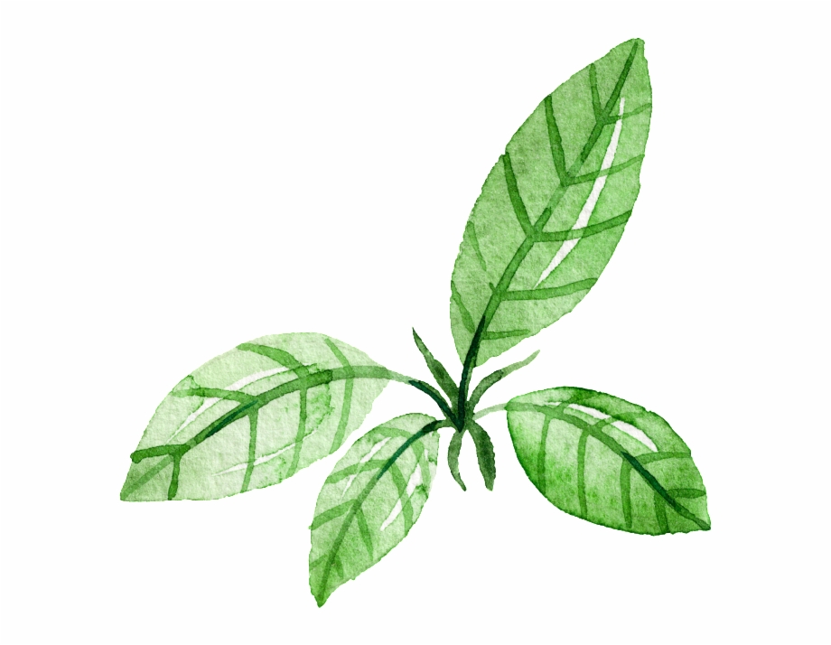 Green Leaf Watercolor Hand Painted Cartoon Transparent Leaf