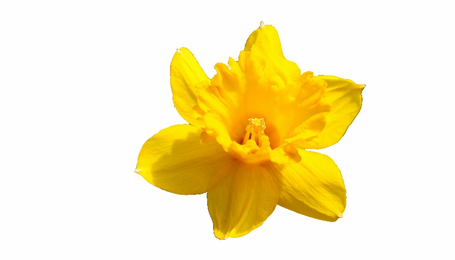 Daffodil Flower Png Pic Transparent Background Daffodil Png