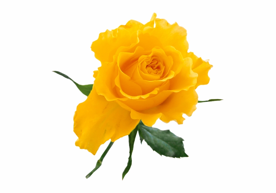 Transparent Yellow Flower Png