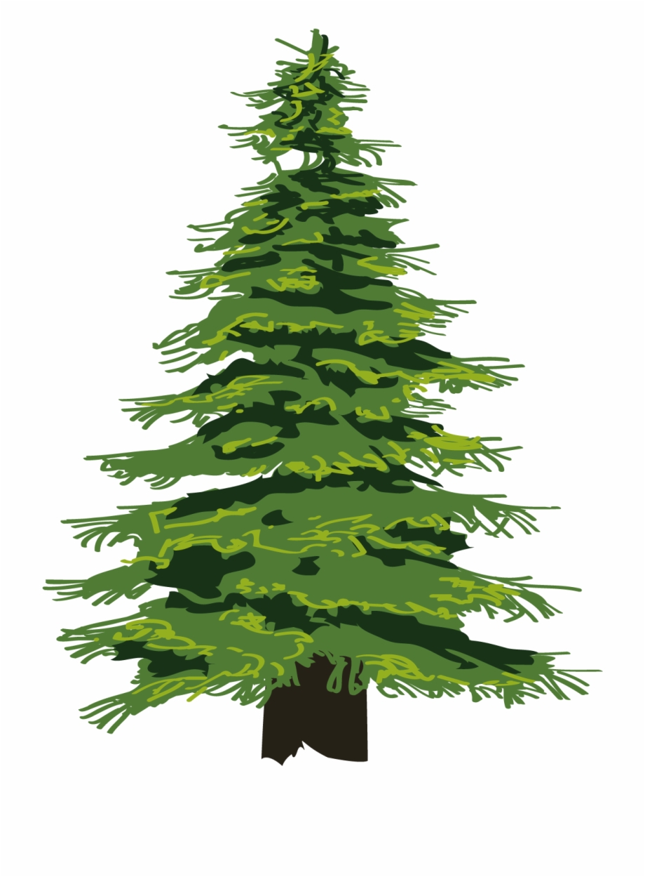 Drawing Tree Evergreen Cedar Tree Png