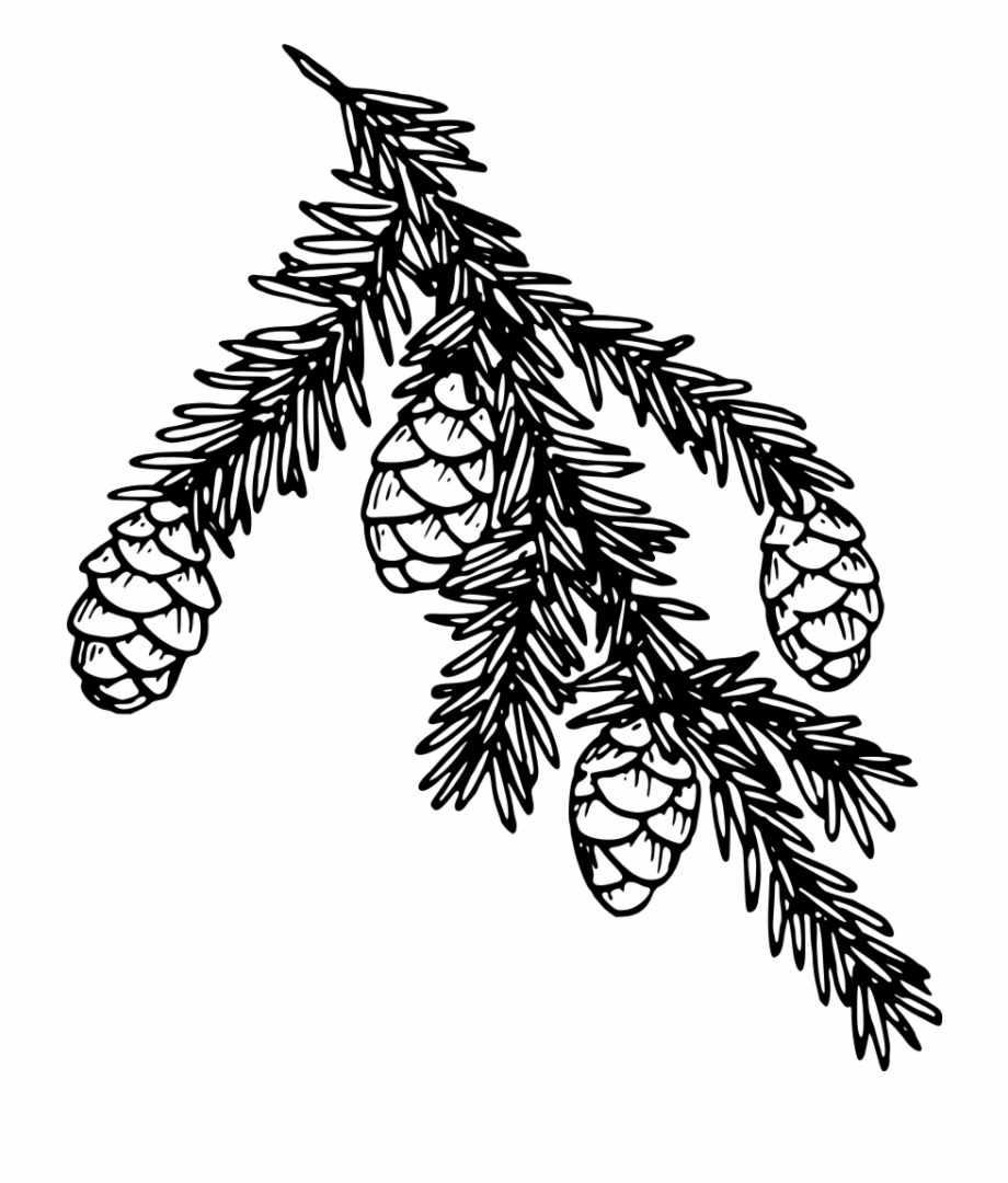 Hemlock Evergreen Branch Clipart Black And White